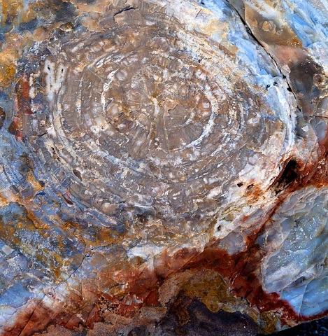 Closeup of Petrified Wood Slice